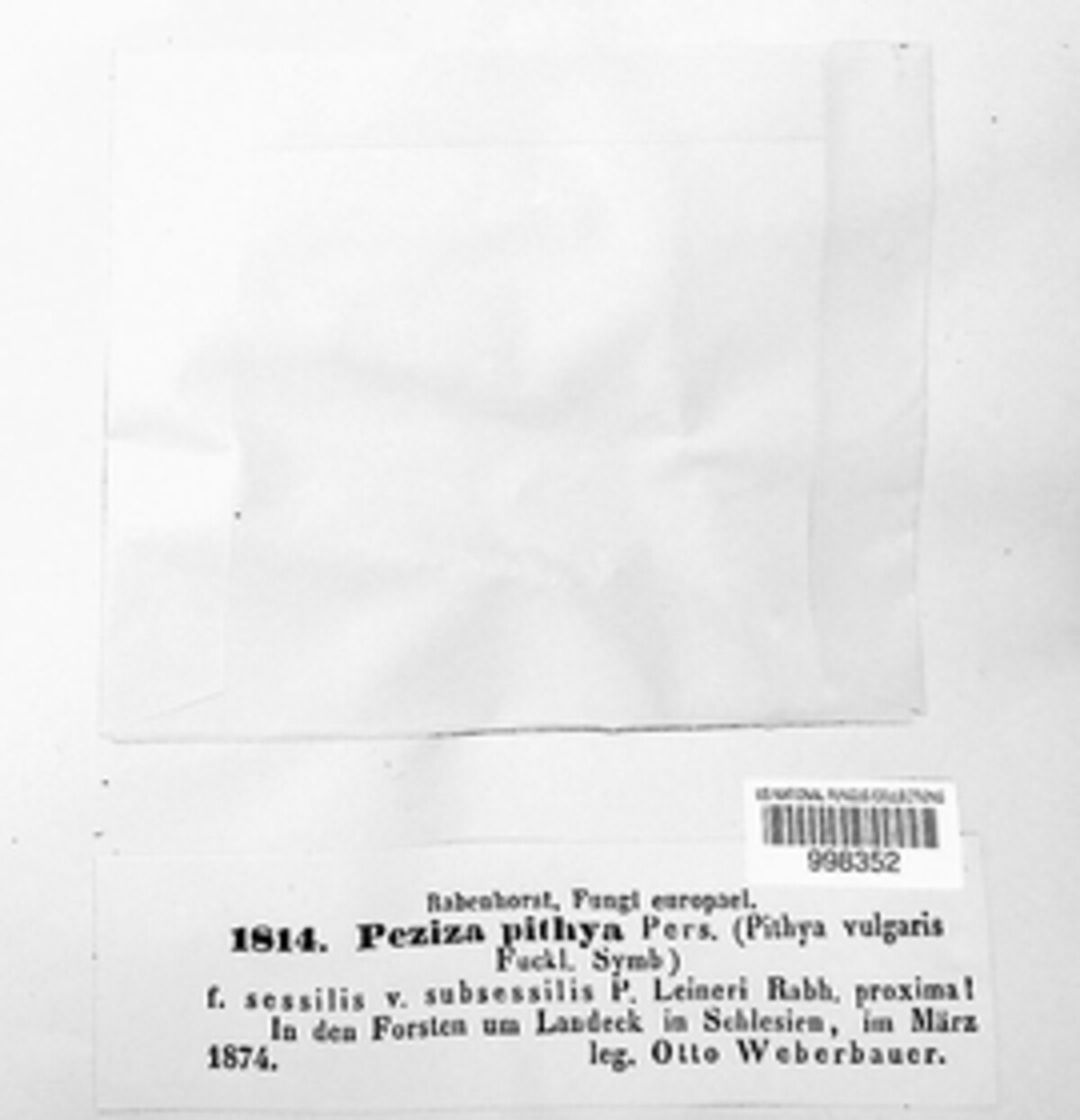 Sarcoscyphaceae image